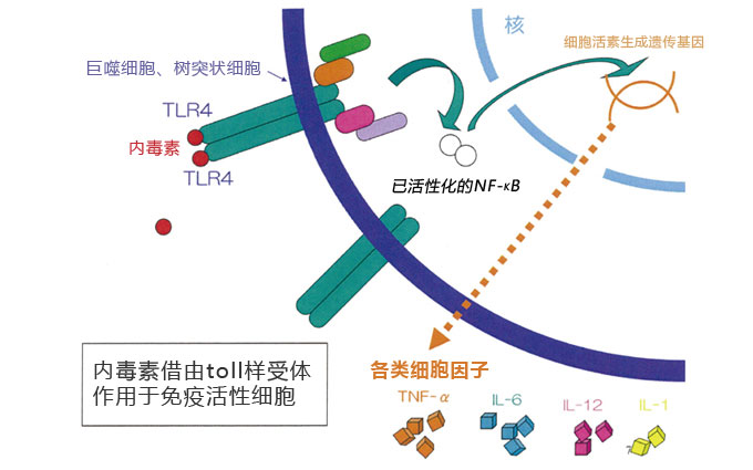 细胞因子各类生物活性