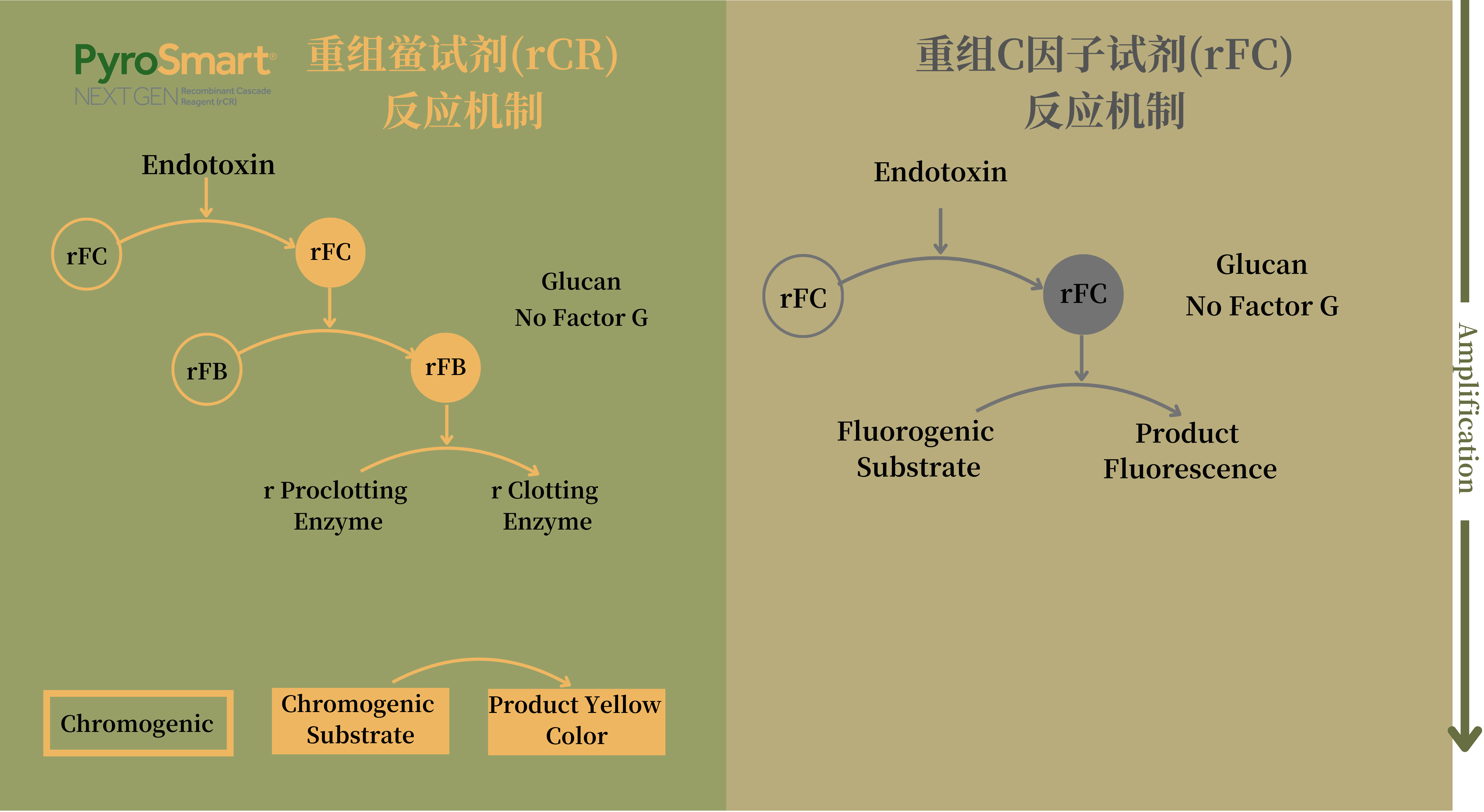重组鲎试剂(rCR)和重组C因子(rFC)的反应机制 重组鲎试剂(rCR)和重组C因子(rFC)的反应机制